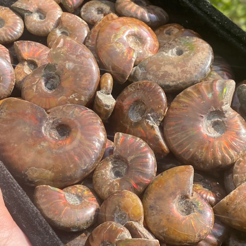 Rainbow Ammonite - Image 5