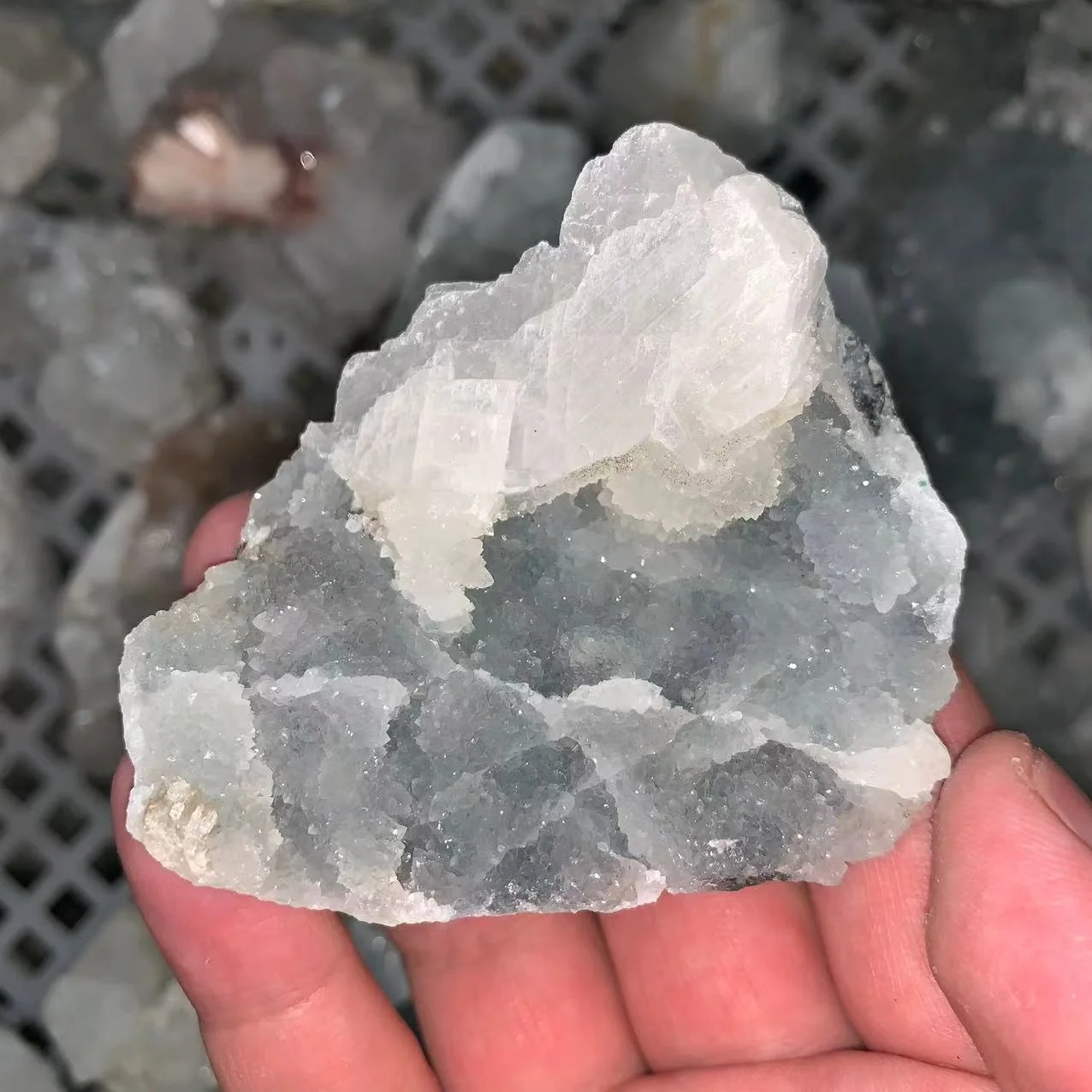Specimen Mystery Box - Image 3